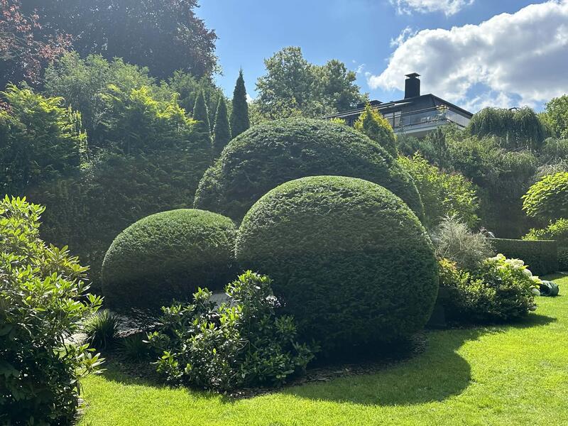 Hecke nach dem Formschnitt Hamburg